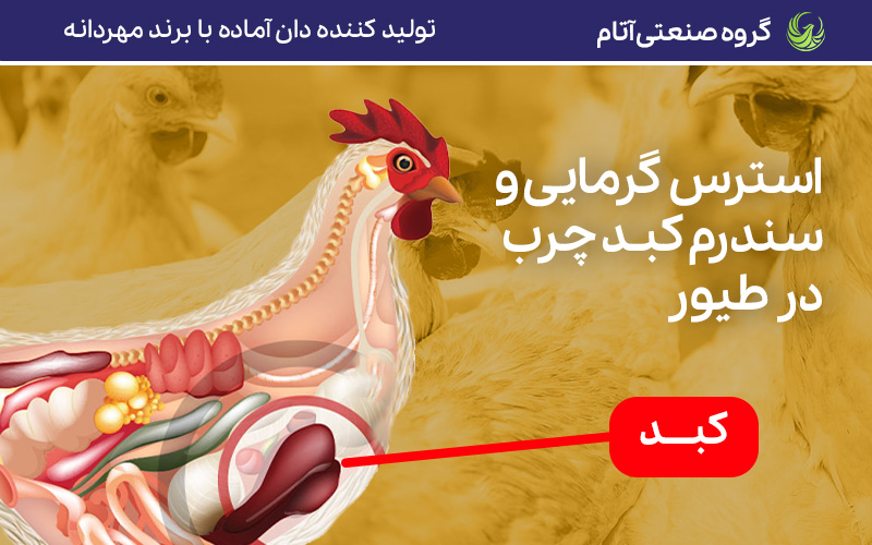 استرس گرمایی و بروز کبد چرب در طیور